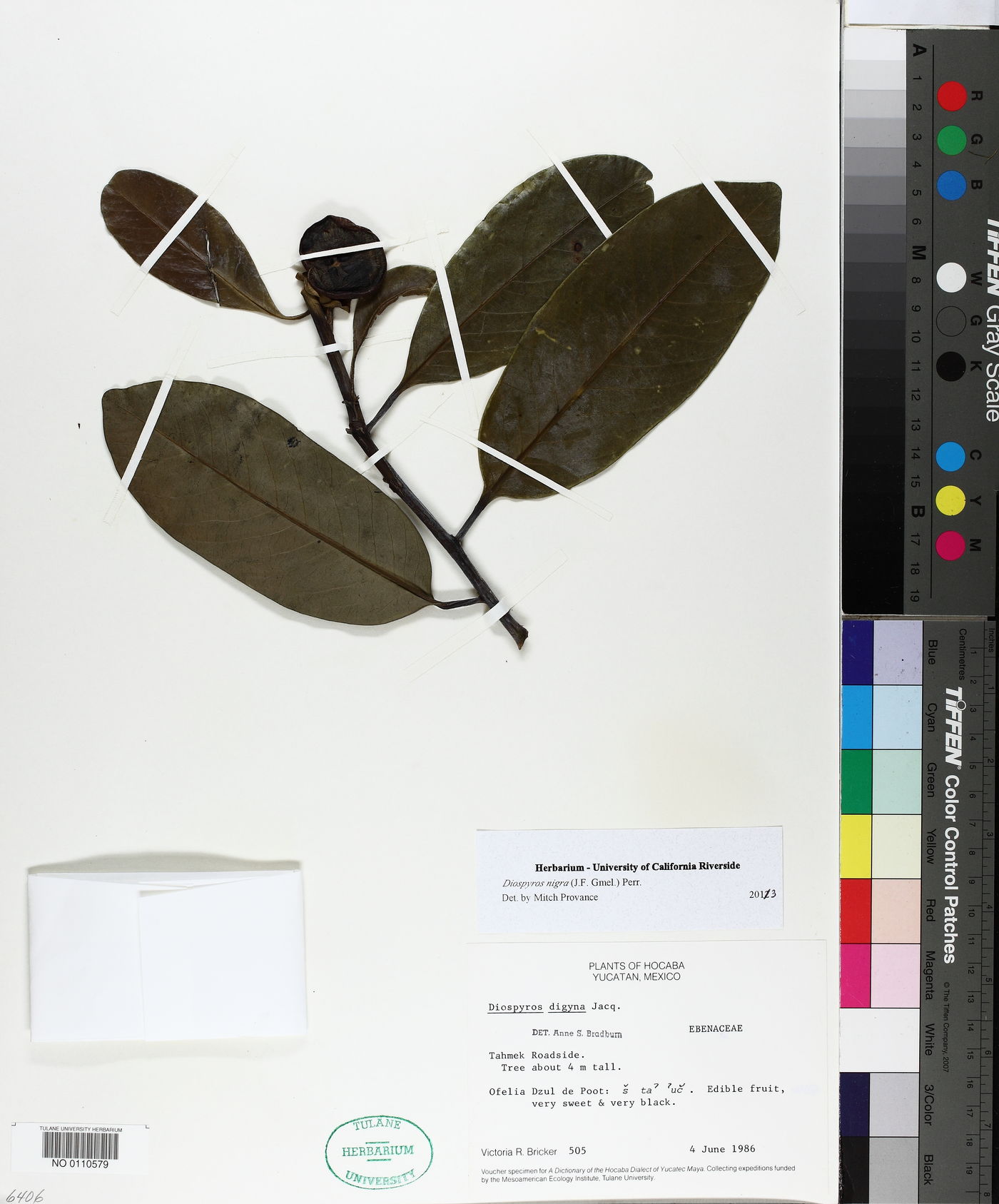 Diospyros nigra image