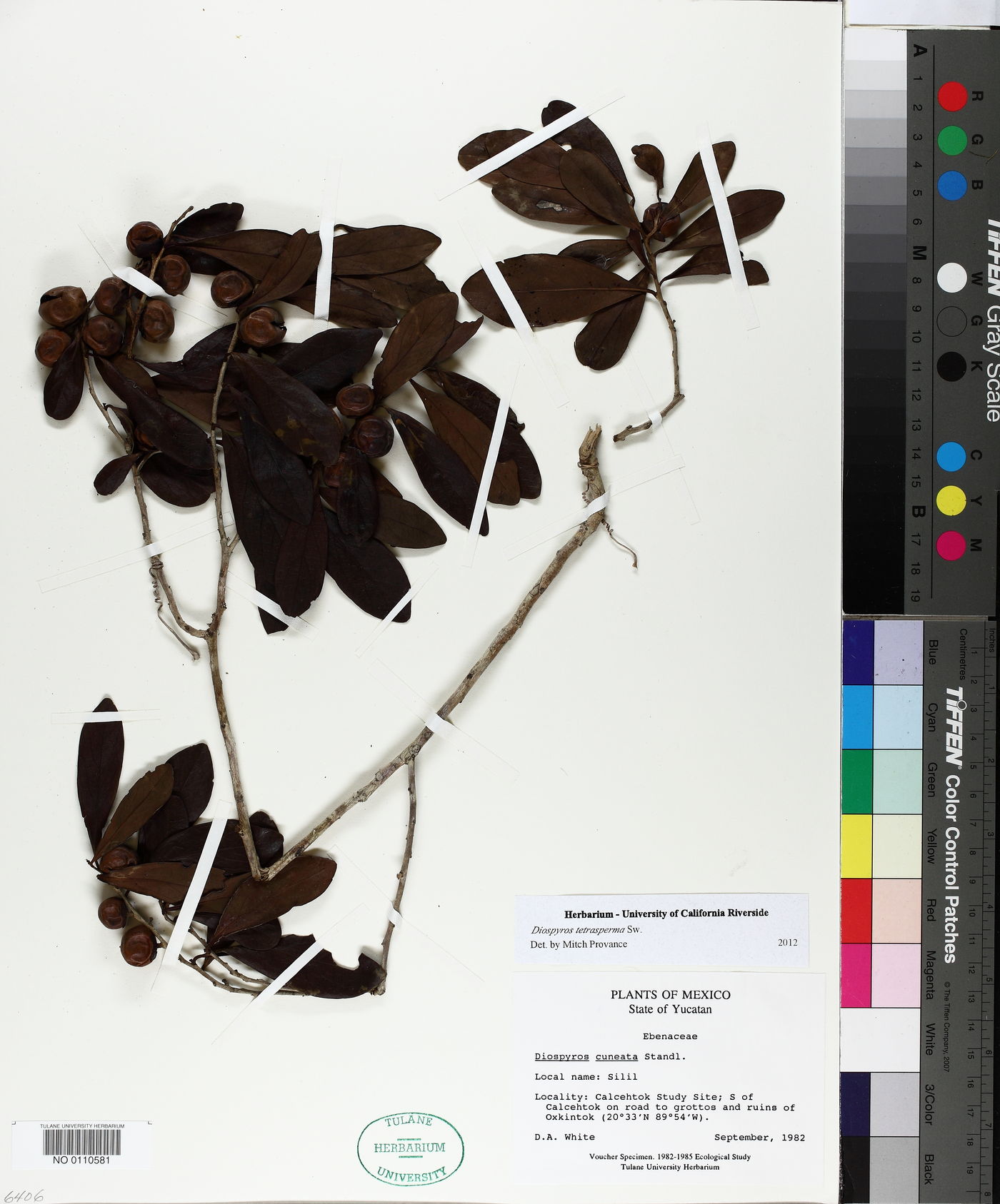 Diospyros tetrasperma image