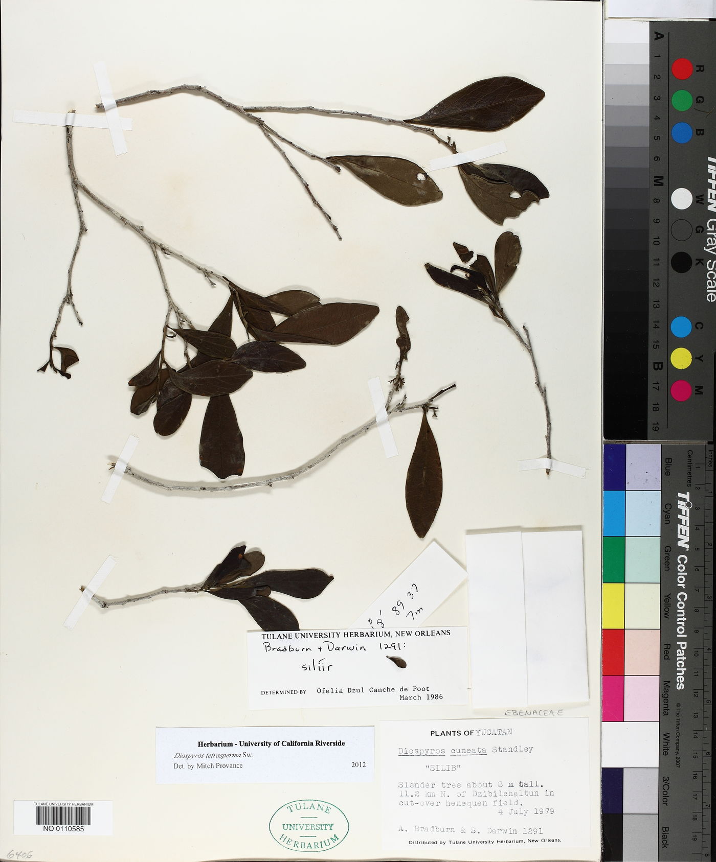 Diospyros tetrasperma image