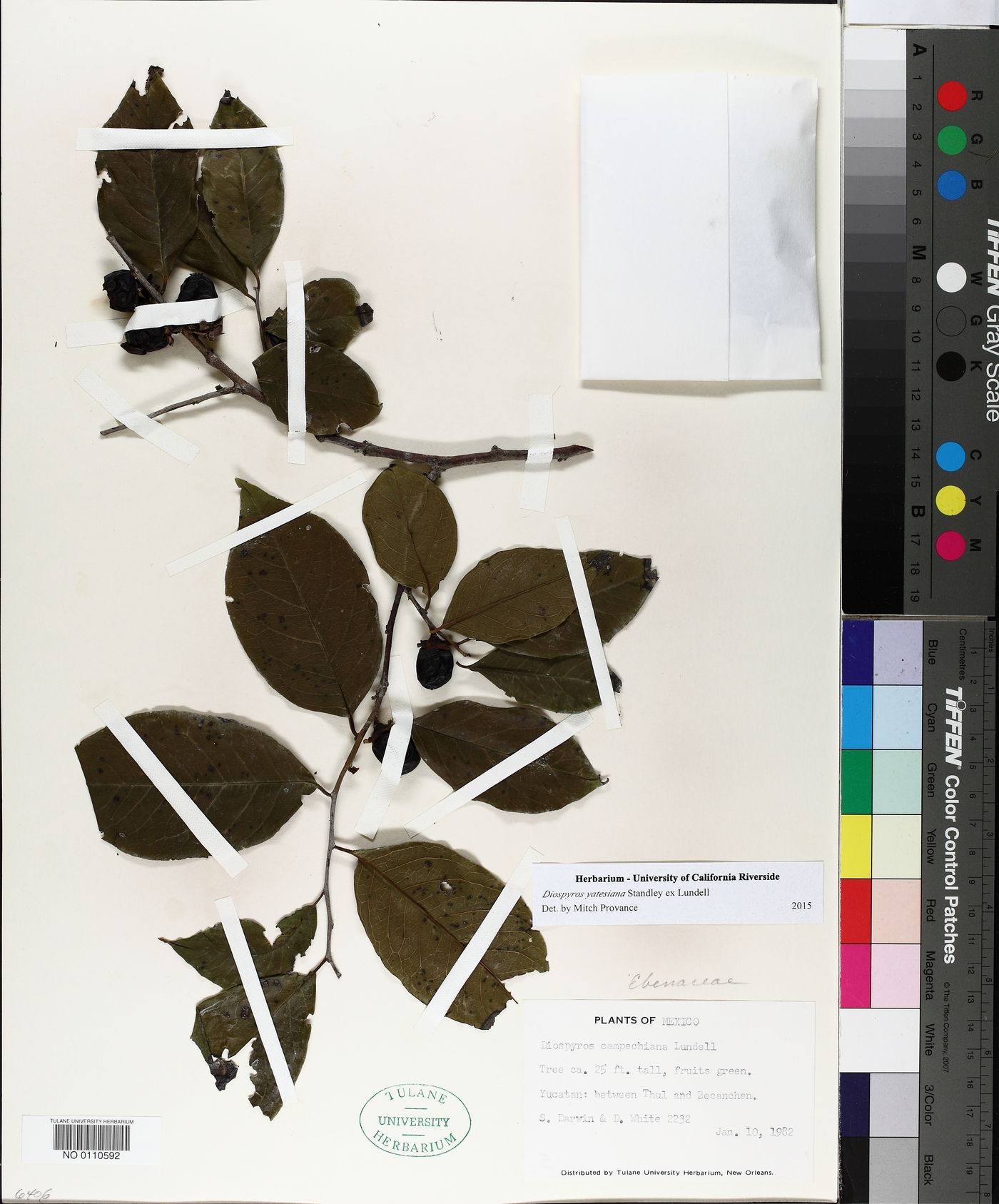 Diospyros yatesiana image