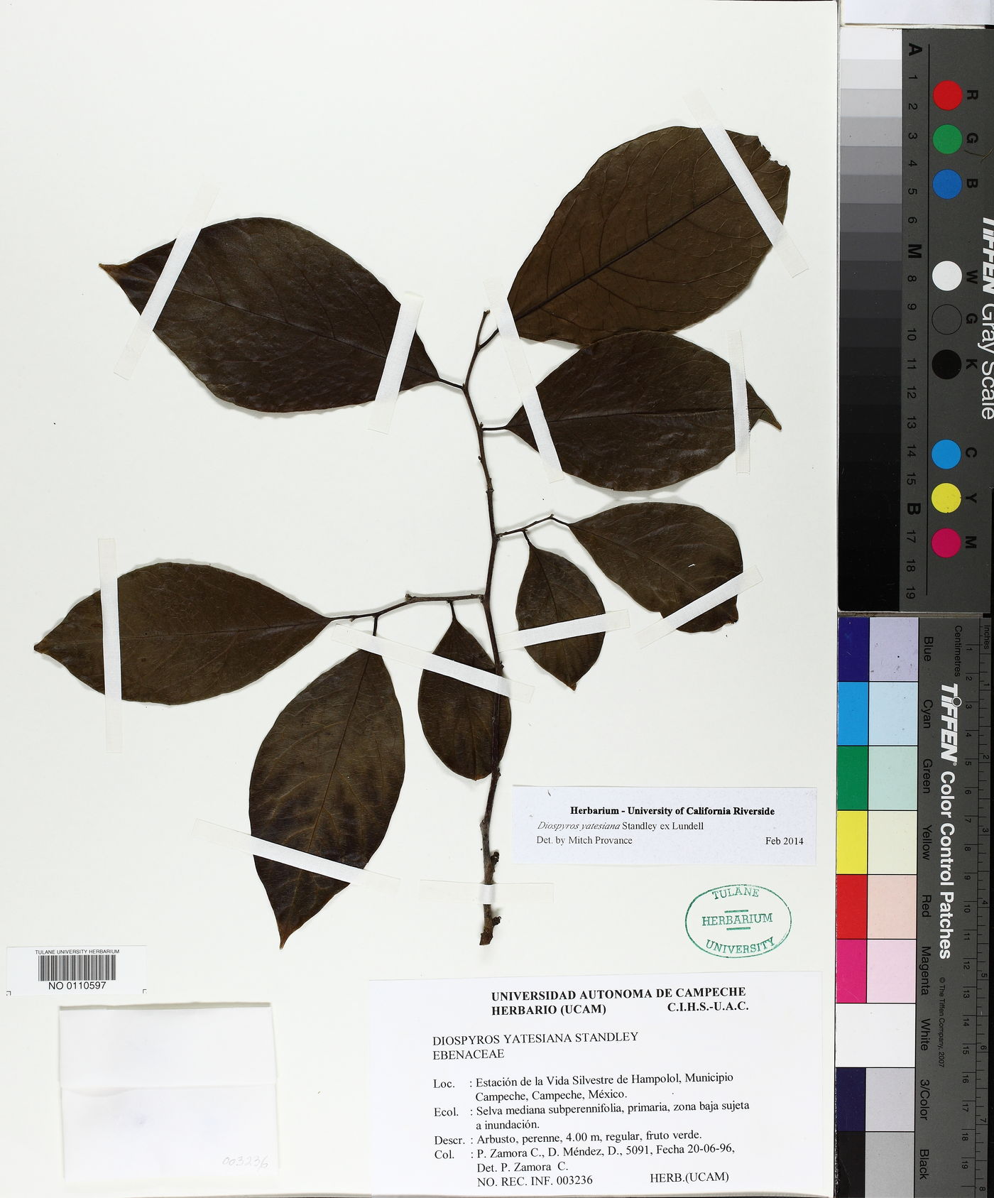 Diospyros yatesiana image