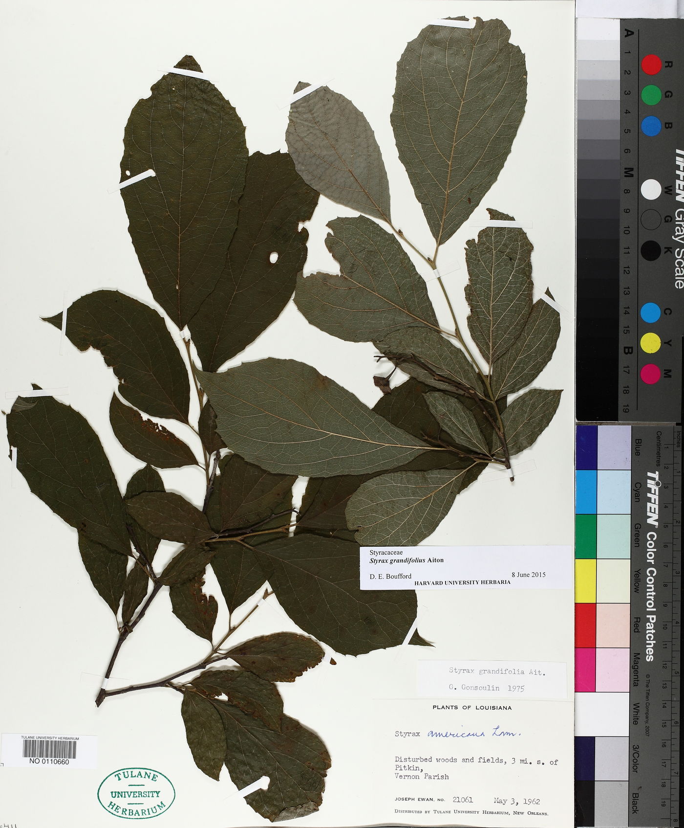 Styrax grandifolius image