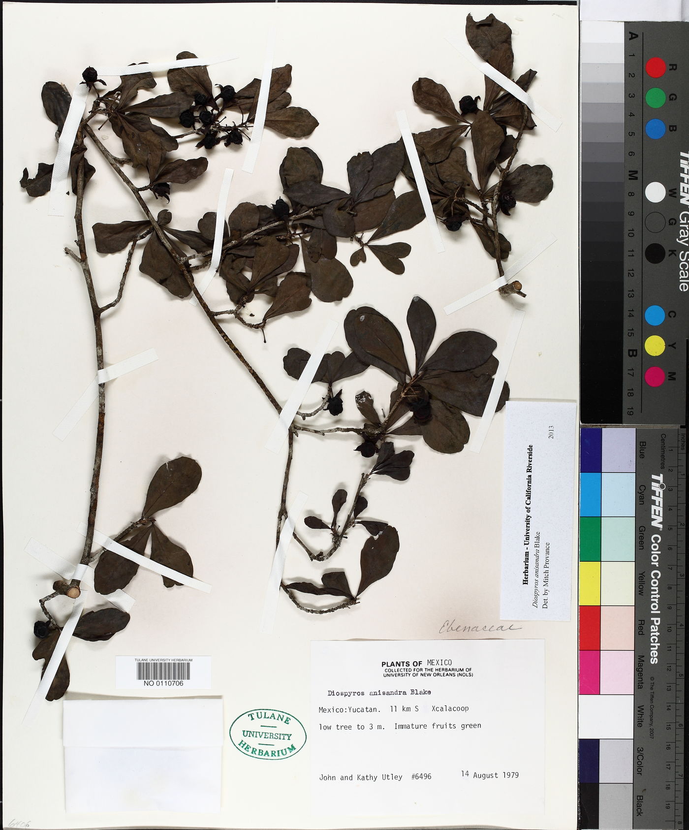 Diospyros anisandra image