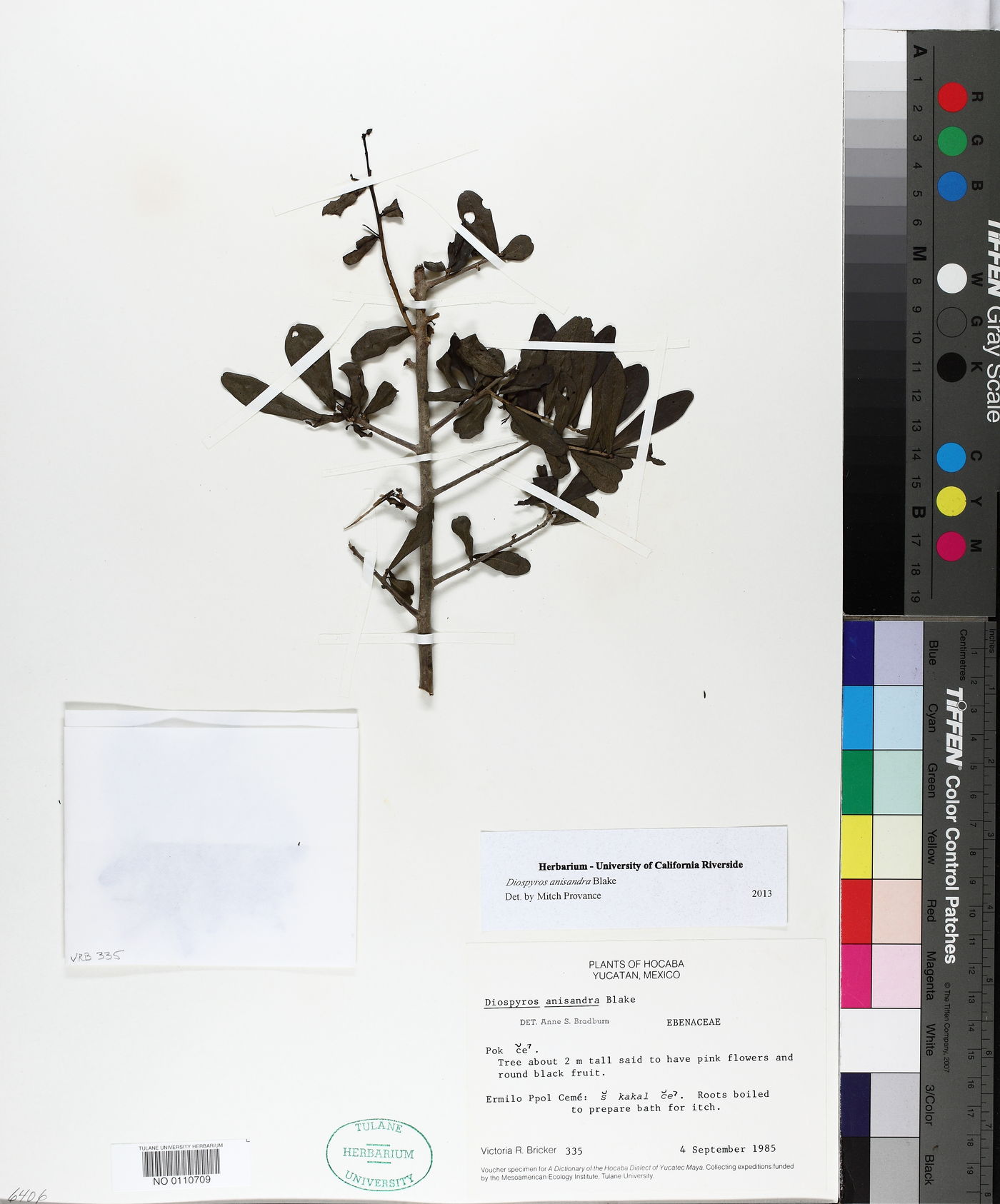 Diospyros anisandra image