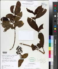 Gouldia affinis image
