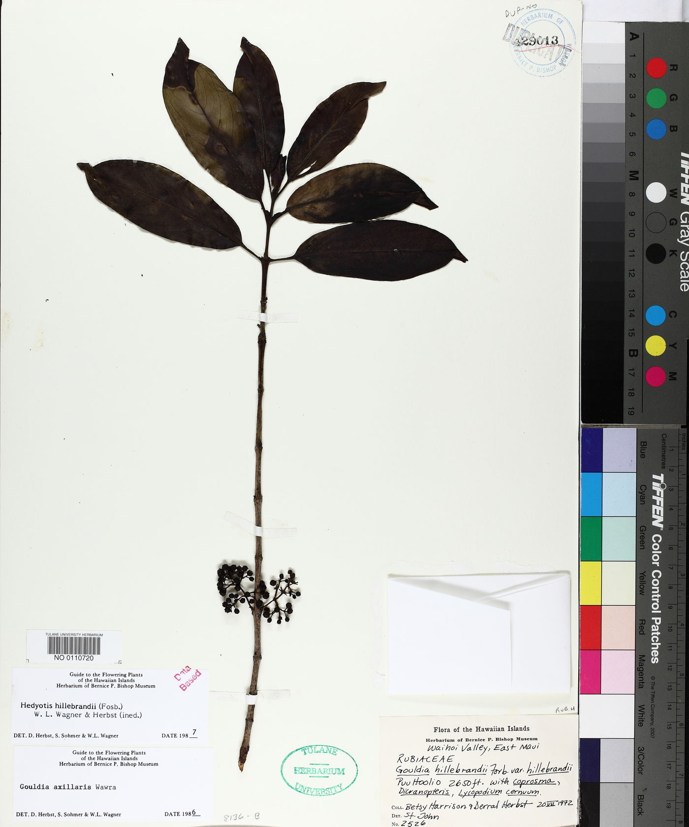 Hedyotis hillebrandii image