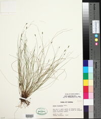 Carex leptalea image