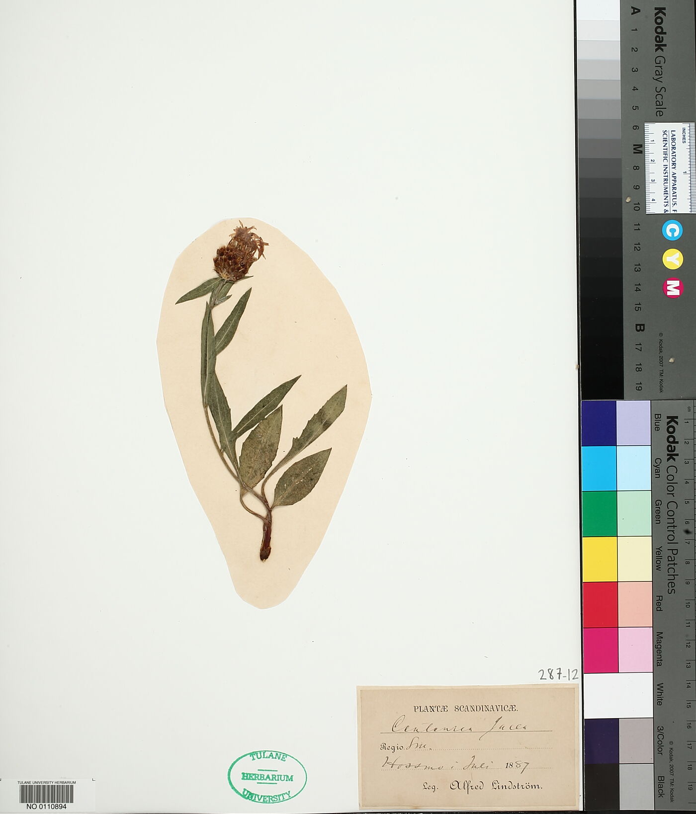 Centaurea jacea image