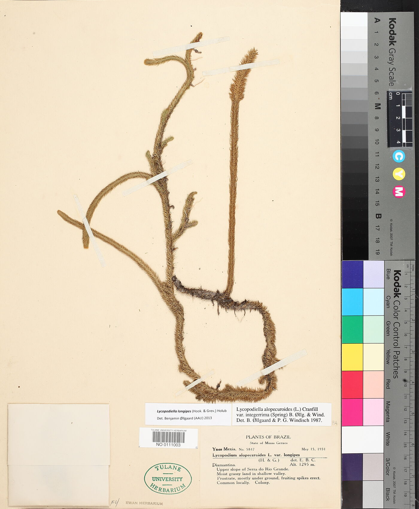 Lycopodiella longipes image