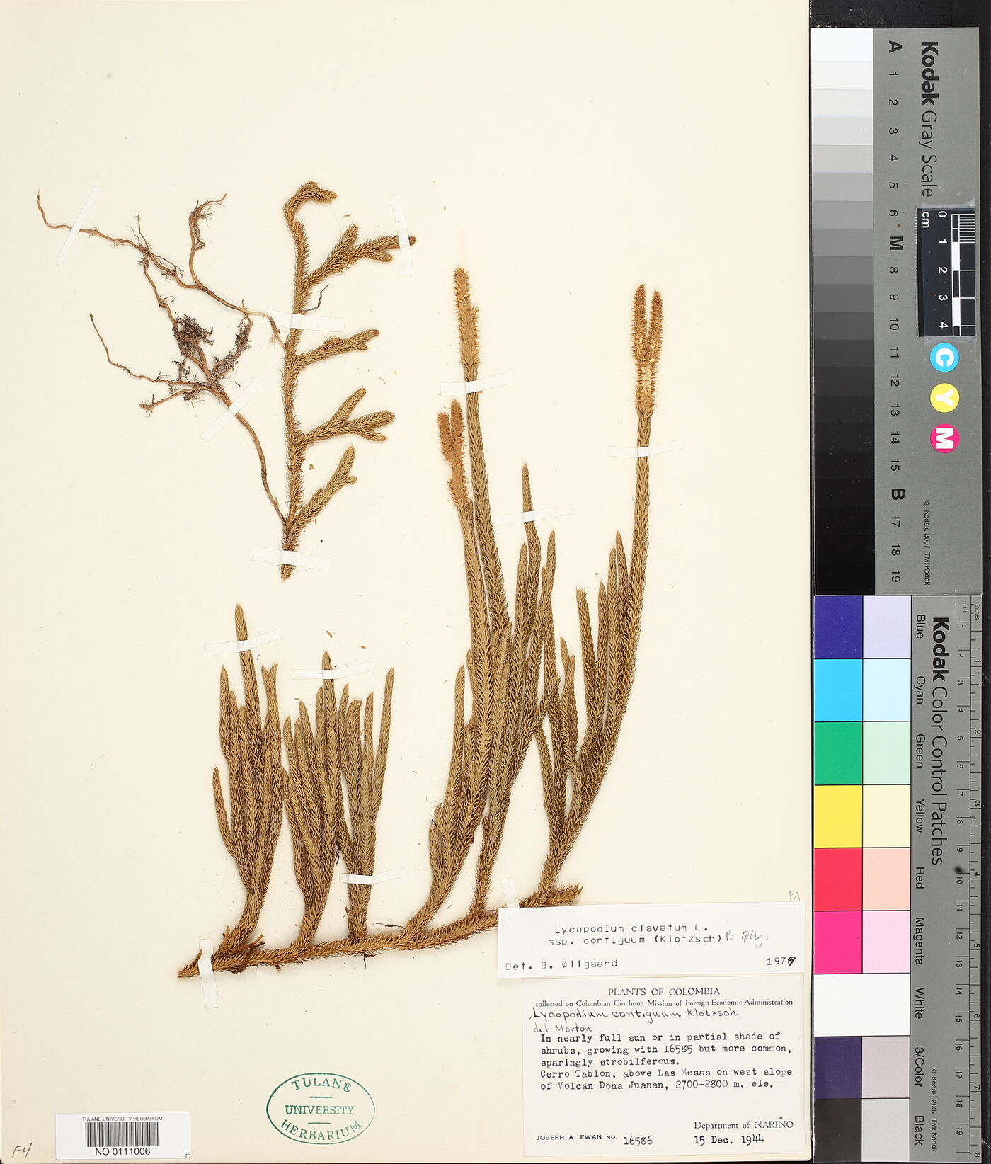 Lycopodium clavatum subsp. contiguum image