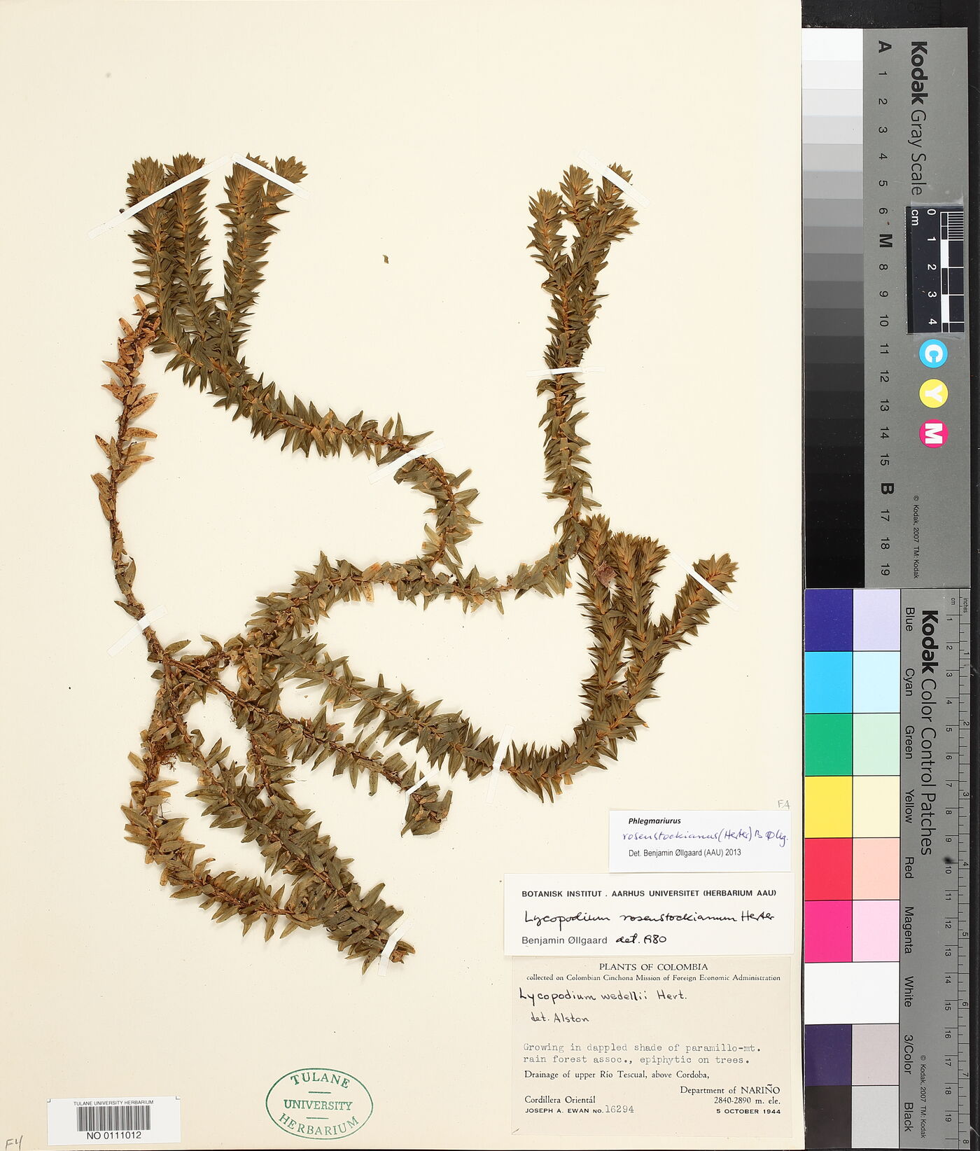 Phlegmariurus rosenstockianus image