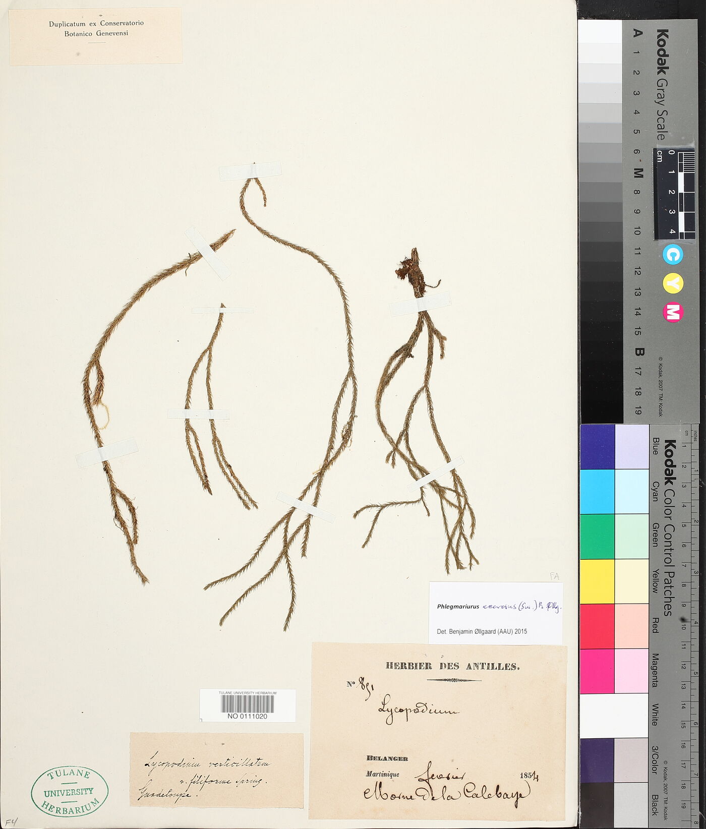 Phlegmariurus acerosus image