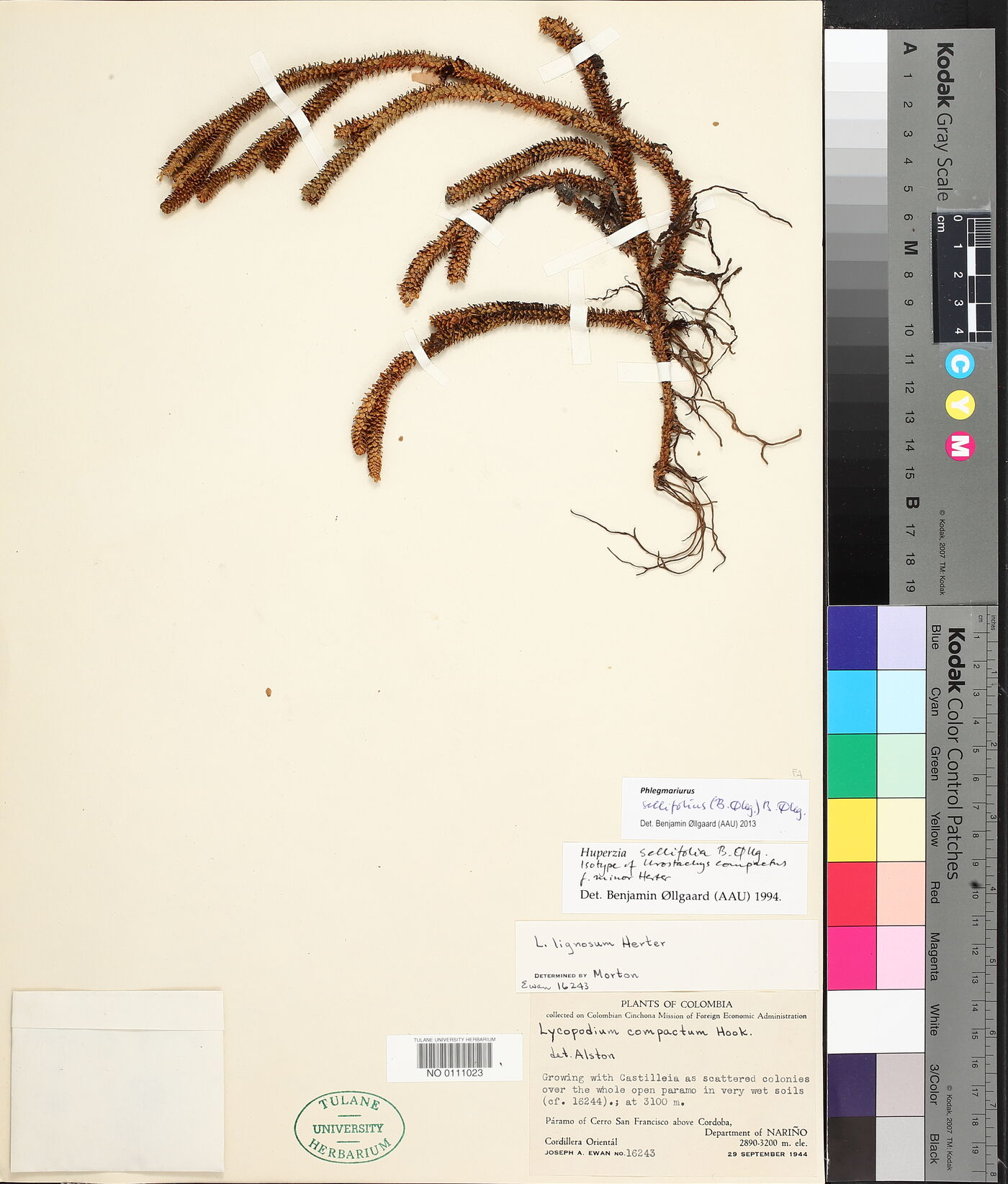 Phlegmariurus sellifolius image