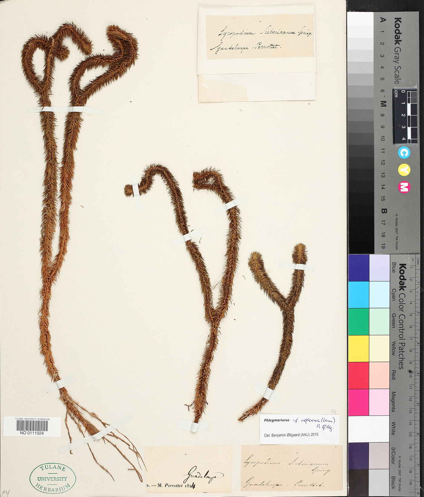 Phlegmariurus image