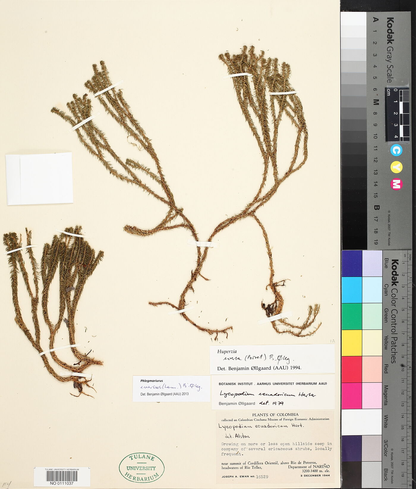 Phlegmariurus eversus image