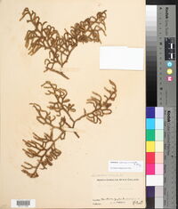 Media resource of Palhinhaea pseudocurvata