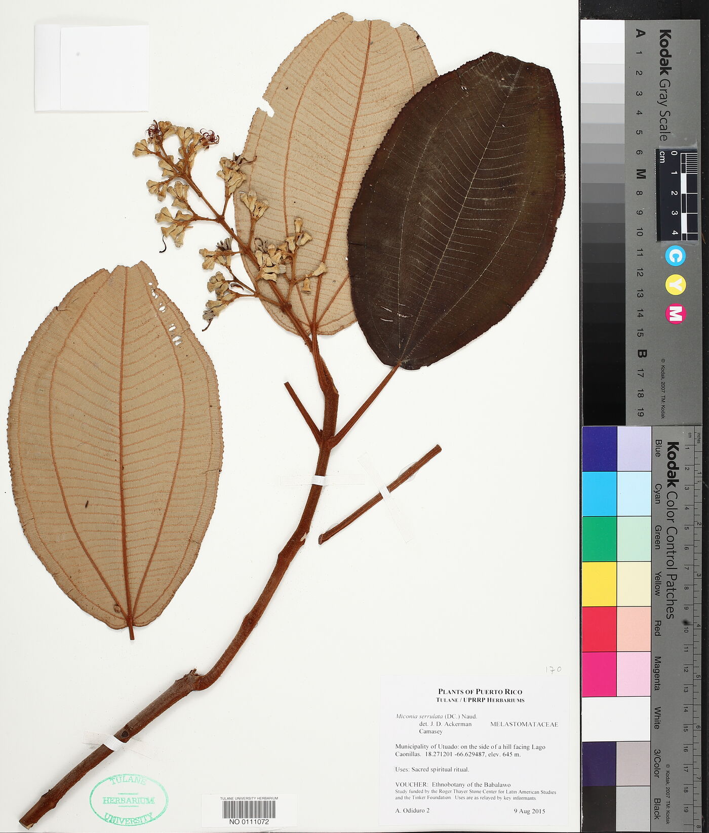 Miconia serrulata image