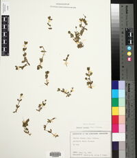 Bacopa repens image