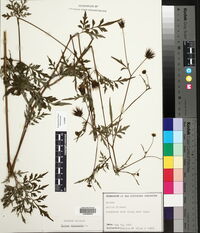 Bidens bipinnata image