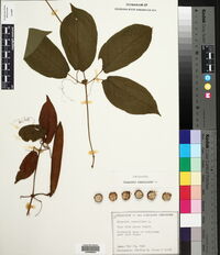 Bignonia capreolata image