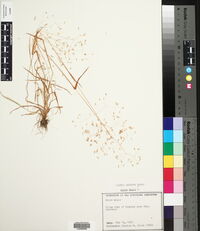 Briza minor image