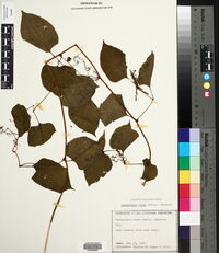 Brunnichia ovata image