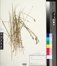 Carex albolutescens image