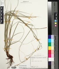Carex cherokeensis image