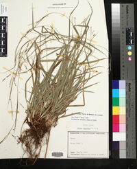 Carex oxylepis image