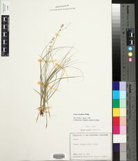Carex howei image