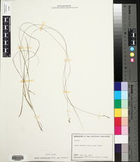 Carex retroflexa image