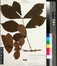 Carya texana image