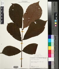 Carya texana image
