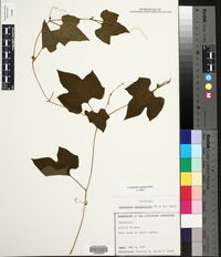 Polyclathra cucumerina image