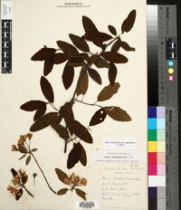 Malus angustifolia var. angustifolia image