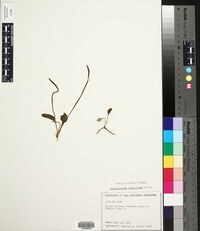 Ophioglossum petiolatum image