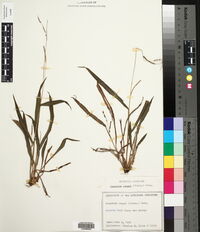 Paspalum langei image