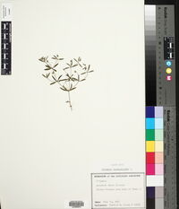 Polygala verticillata image
