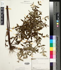 Pycnanthemum albescens image