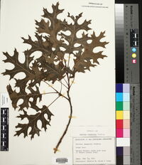 Quercus shumardii image