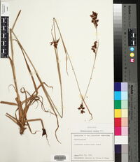Rhynchospora caduca image