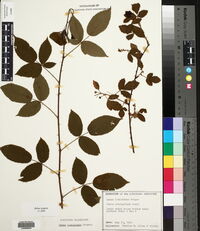 Rubus argutus image