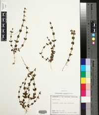 Scutellaria parvula image