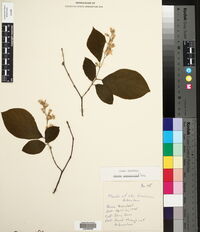 Styrax grandifolius image