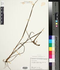 Tradescantia hirsutiflora image