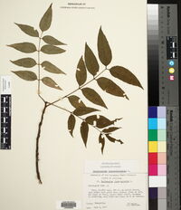 Zanthoxylum clava-herculis image