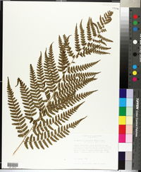 Dryopteris australis image