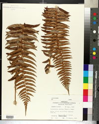 Polystichum munitum image