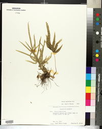 Pteris multifida image