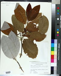 Magnolia virginiana image